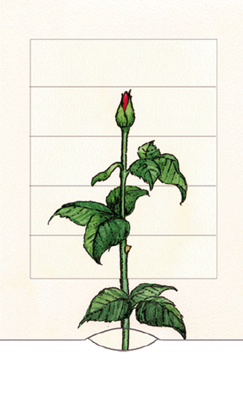 Lebende Karte SM22 Rose-Bärenpresse