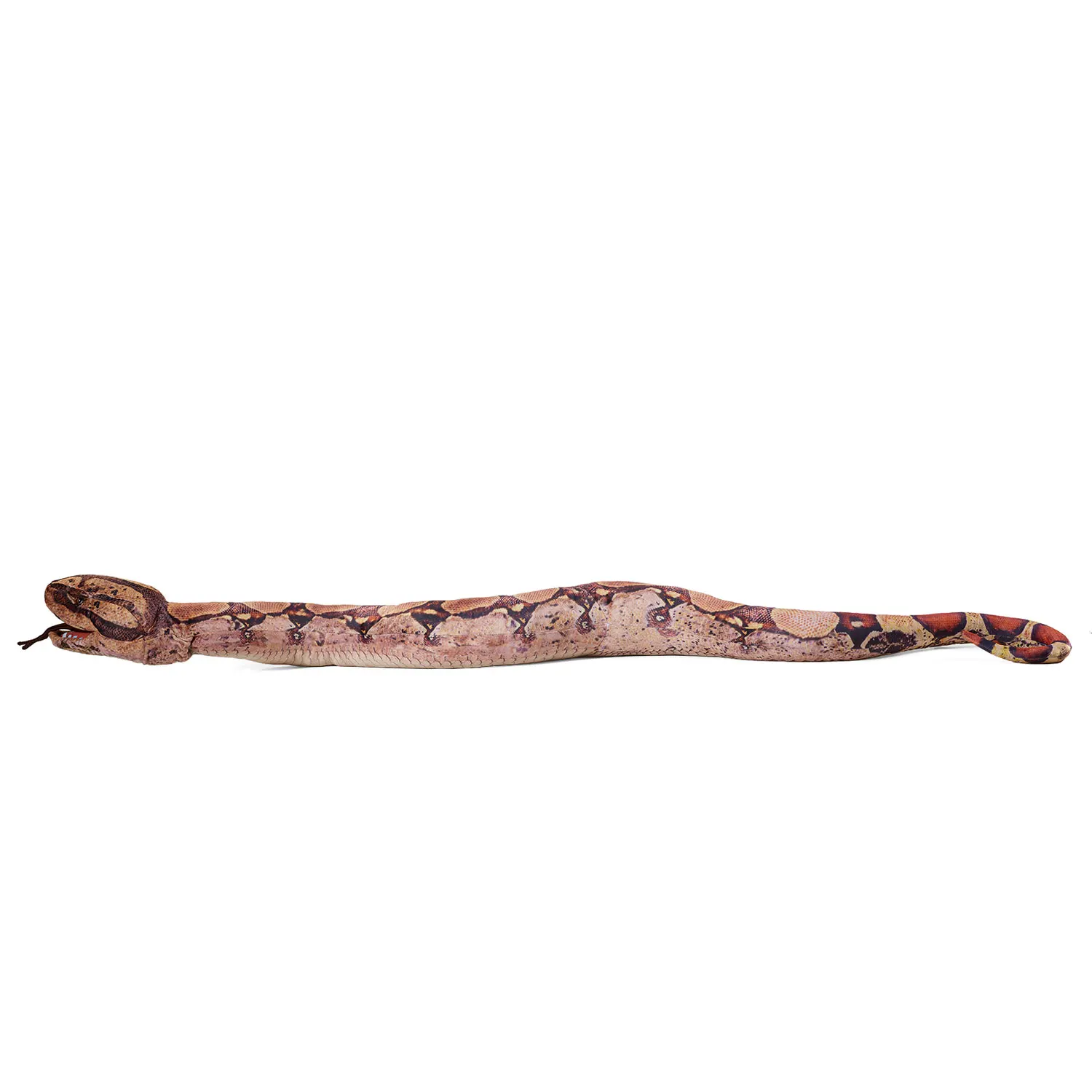 Boa Constrictor