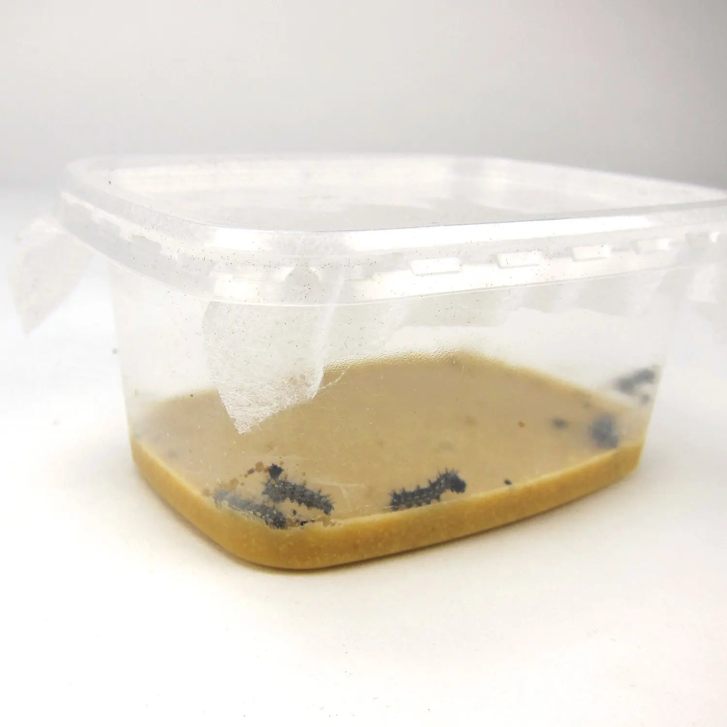 Geschenkset Nachbestellung Schmetterlings-Raupen, 5 Stk.-Hagemann