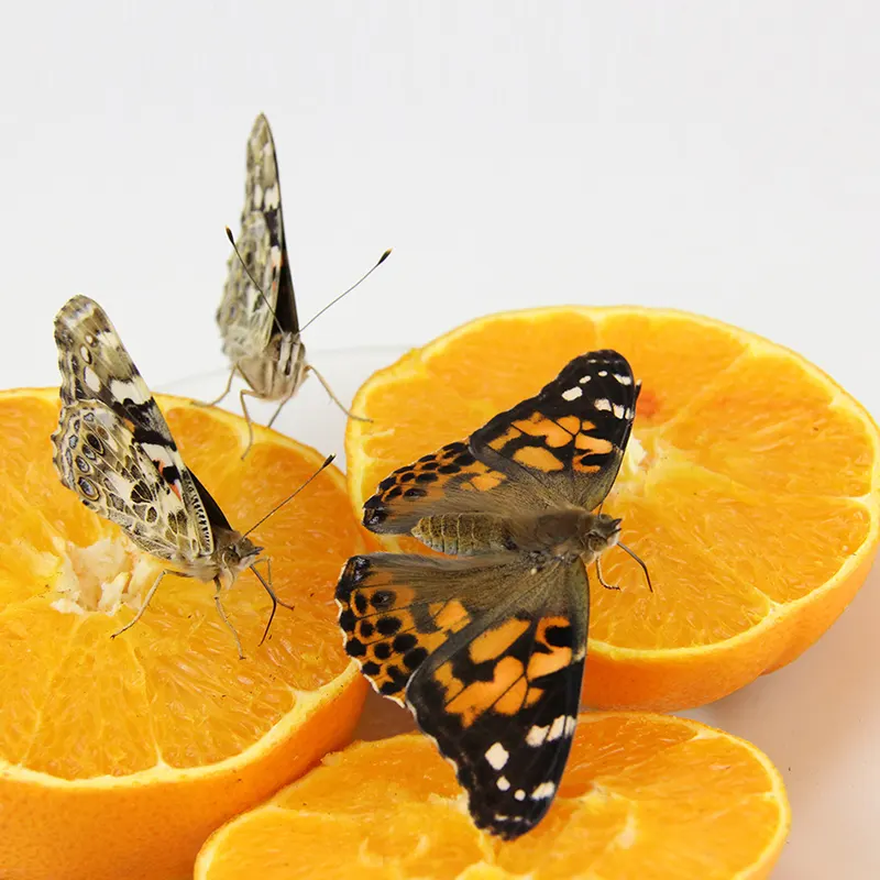 Schmetterlings-Geschenk-Set, Schmetterlingsgarten,Beobachtungs-Set-Hagemann