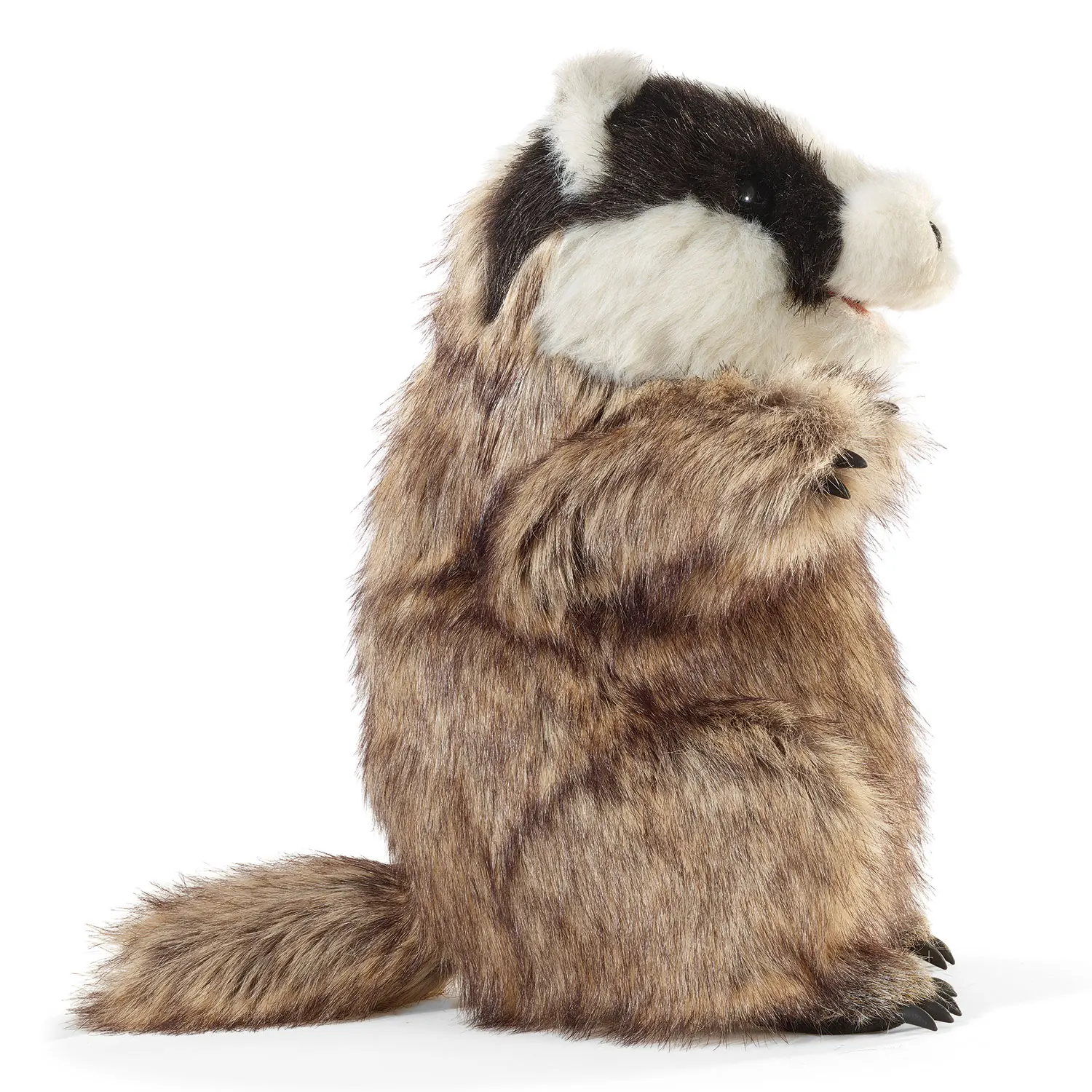 Badger / Dachs