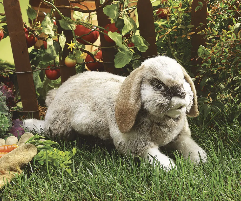 Hängeohr-Hase / Rabbit, Holland Lop-Folkmanis® Puppets