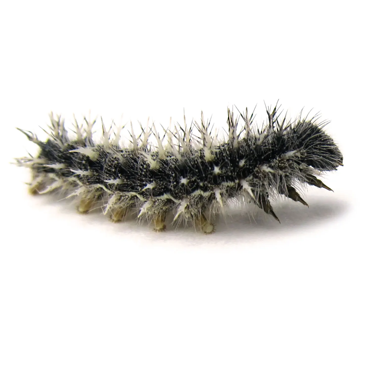 Geschenkset Nachbestellung Schmetterlings-Raupen, 5 Stk.-Hagemann