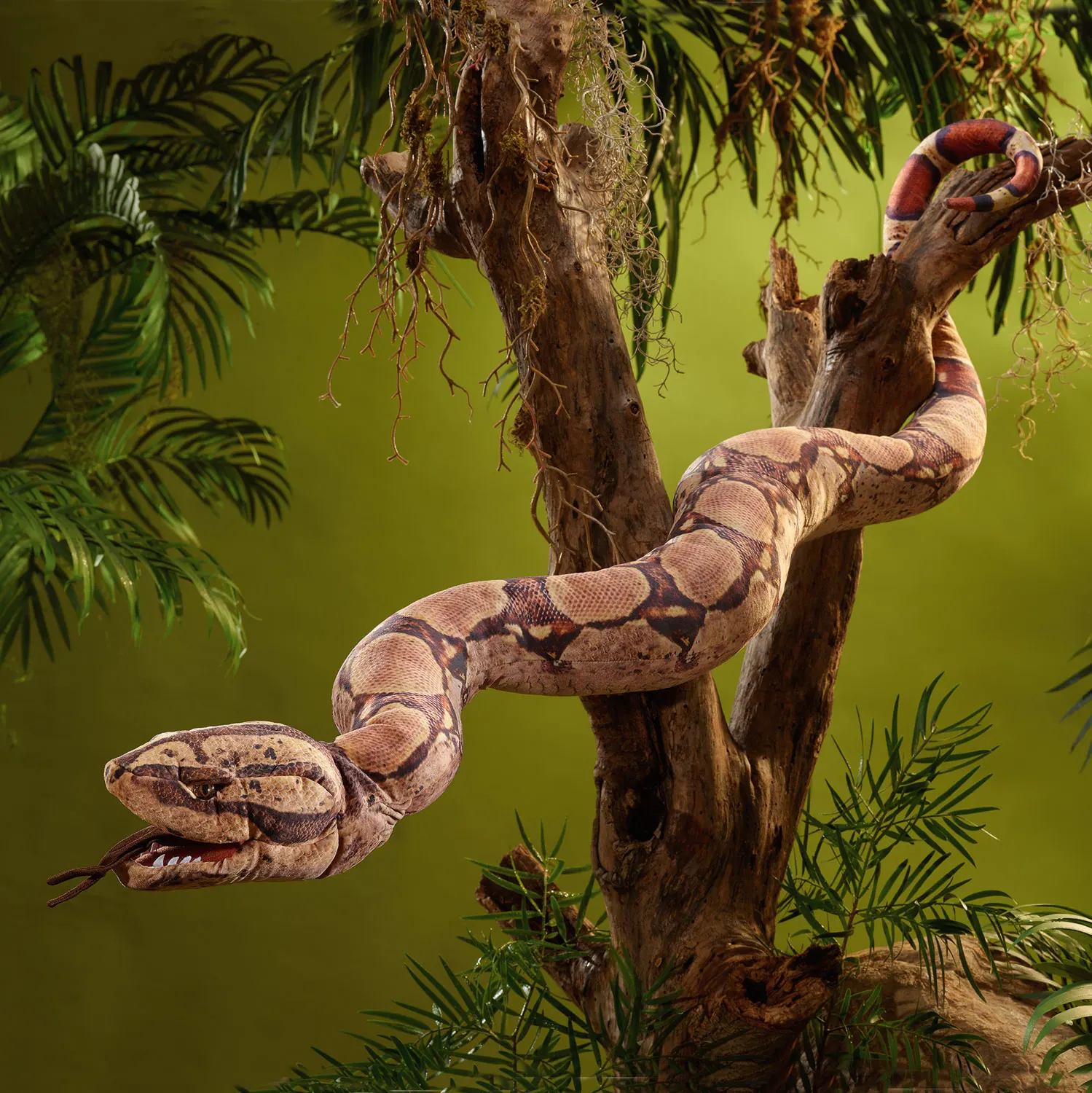 Boa Constrictor